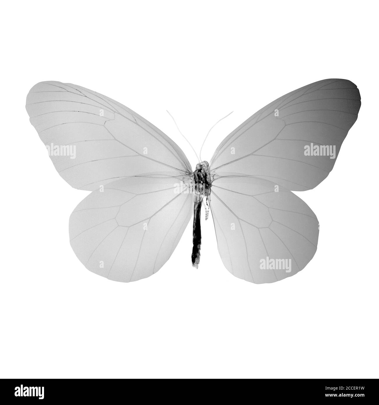 Mariposa, rayos X. Foto de stock