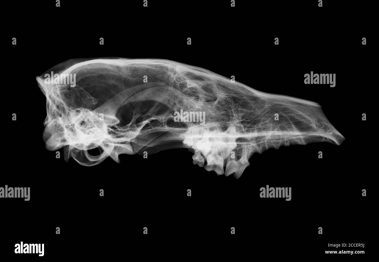 Cráneo de zorro, rayos X. Foto de stock