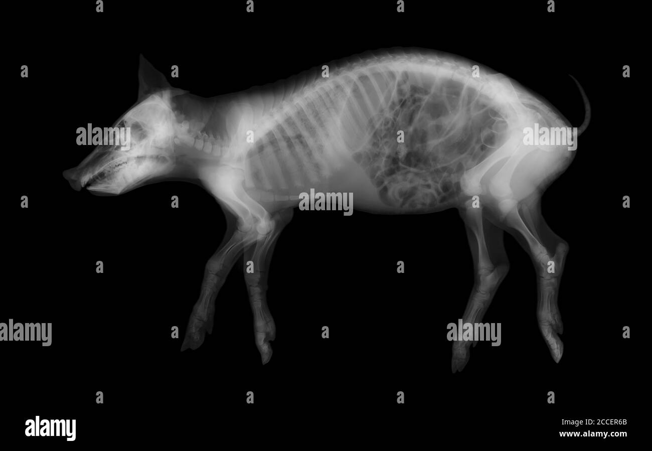 Cerdo, rayos X. Foto de stock