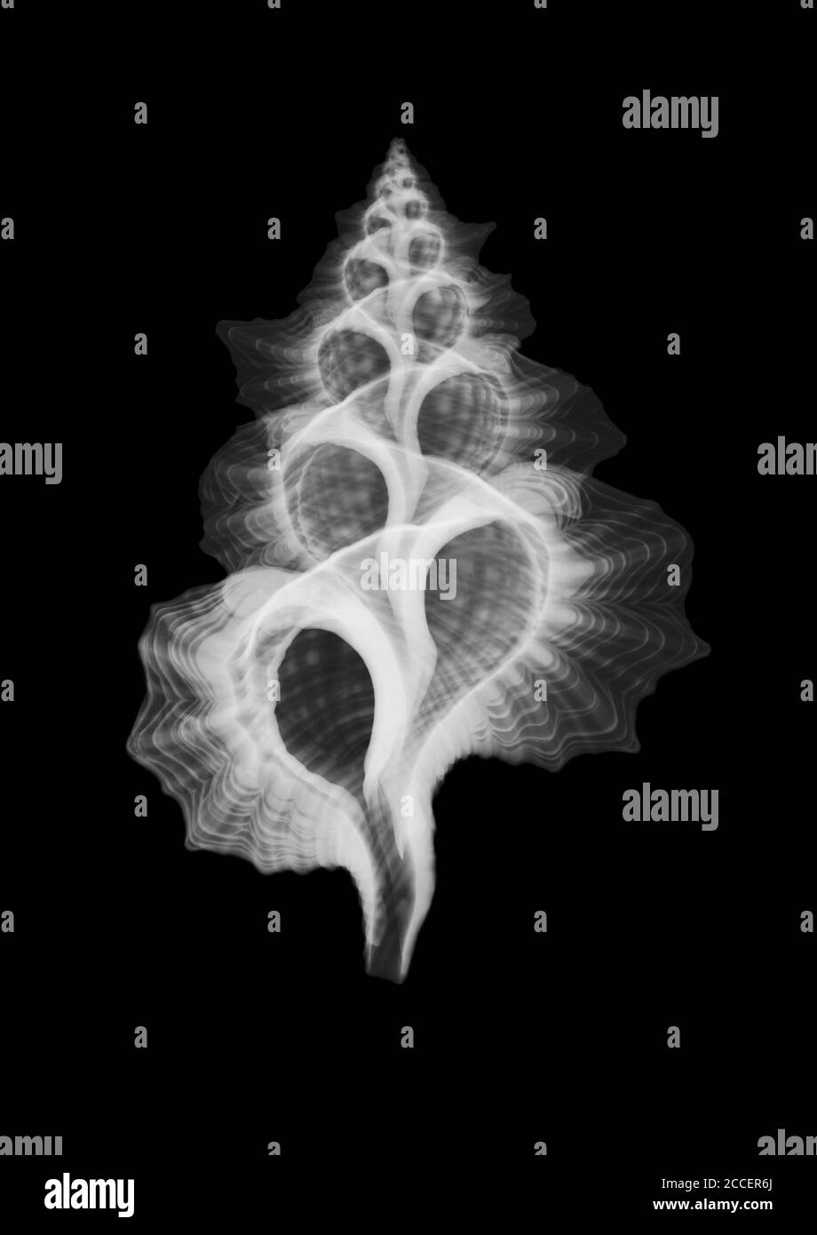Seashell hoja de arce triton, rayos X. Foto de stock