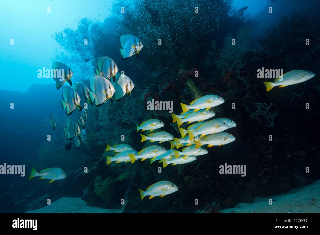 Payaso anemonefishes que viven en manglares, Amphiprion percula, Nueva Irlanda, Papua Nueva Guinea Foto de stock