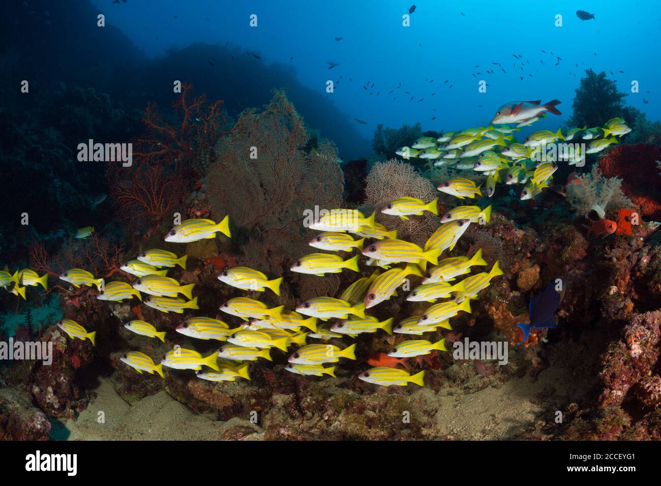 Buceo sobre el arrecife de coral, Nueva Irlanda, Papúa Nueva Guinea Foto de stock