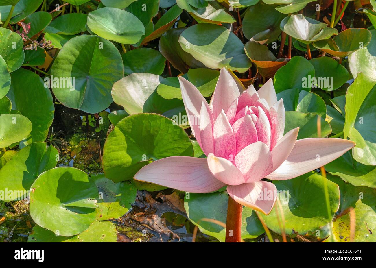 Lirio de agua en el estanque con hojas, Nymphaeaceae, planta de agua dulce Foto de stock