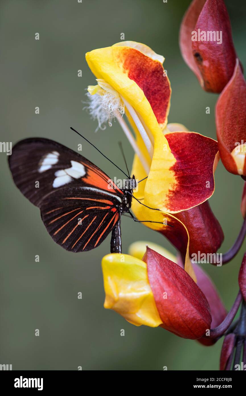 Caligo brasiliensis -4, Família : Nymphalidae Local : Tapir…