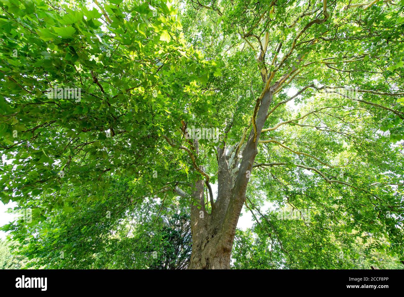 Árbol plano común, Platanaceae, Platanus hispanica, familia Plane Familia, árbol, arce-leaved Foto de stock