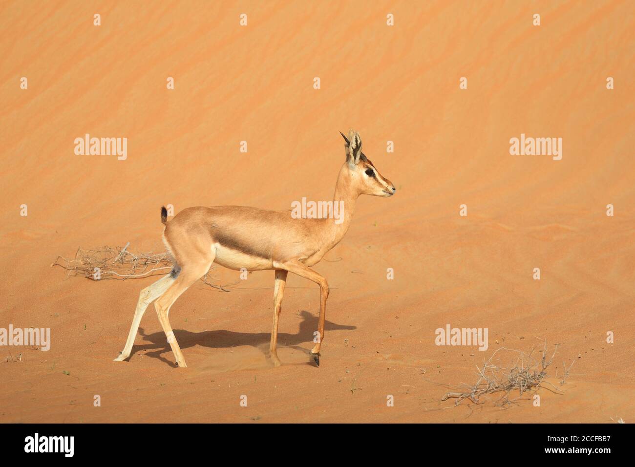 Gazelle Árabe Foto de stock