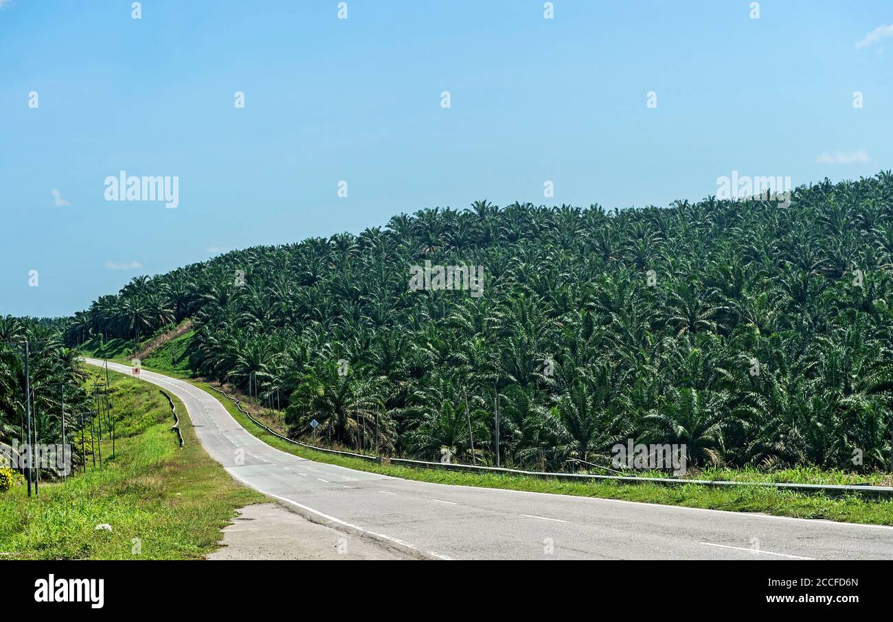 Plantación comercial de palma aceitera, Sabah, Borneo, Malasia Foto de stock