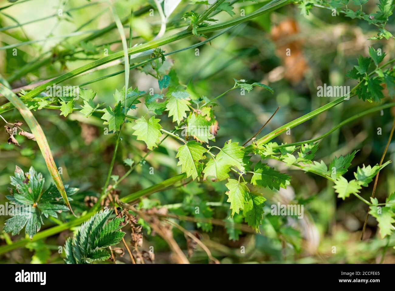 Pimpinelle entre otras hierbas silvestres en el suelo del bosque Foto de stock