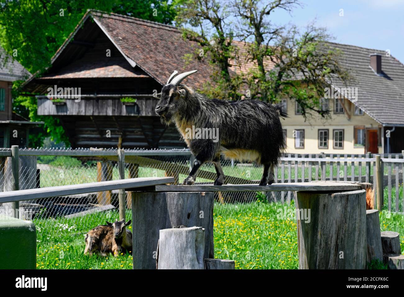 Billy cabra y granja, Affoltern IE, Suiza Foto de stock