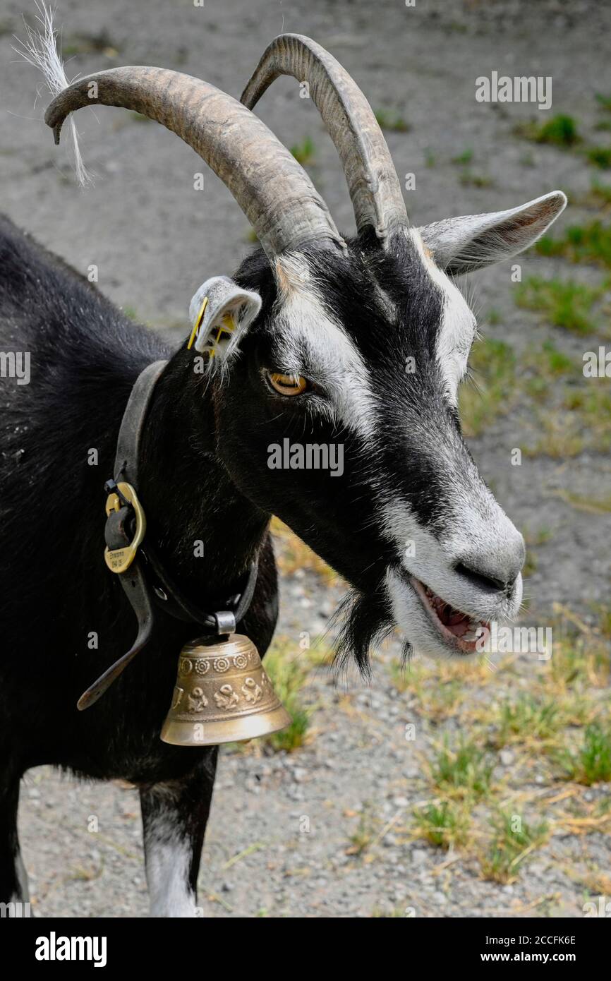 Billy cabra con campana Foto de stock
