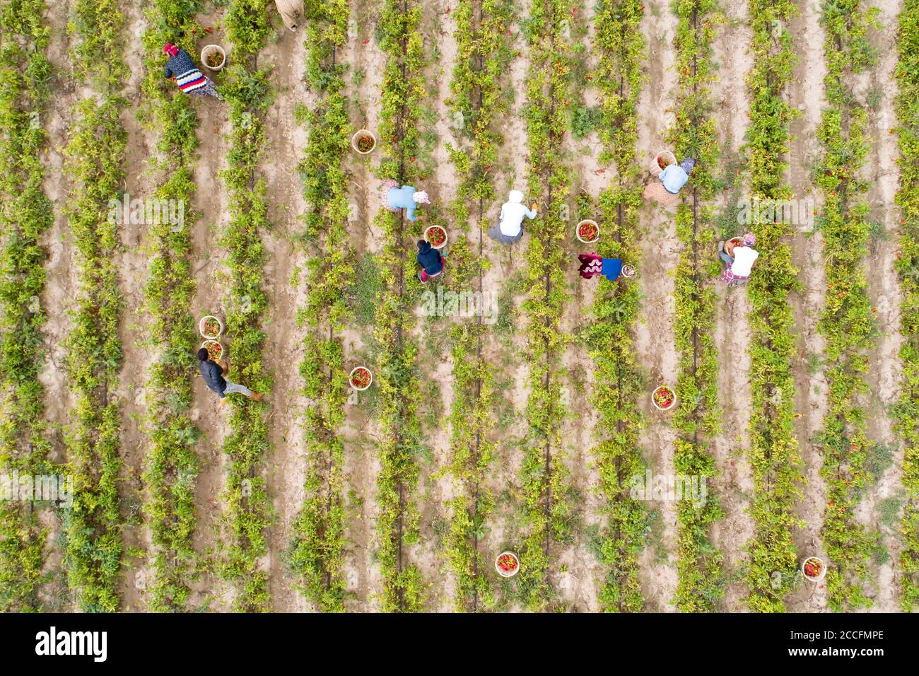 Agricultor trabajando en el campo verde de la planta de Chile, Vista aérea Foto de stock