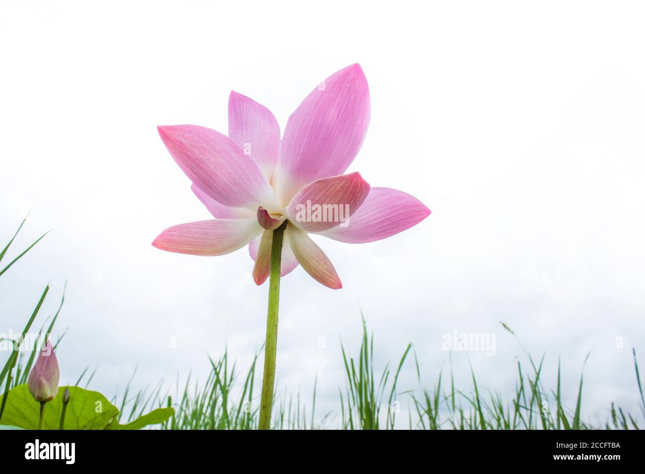 Vista de primer plano de Lotus Flower. Khulna, Bangladesh Foto de stock