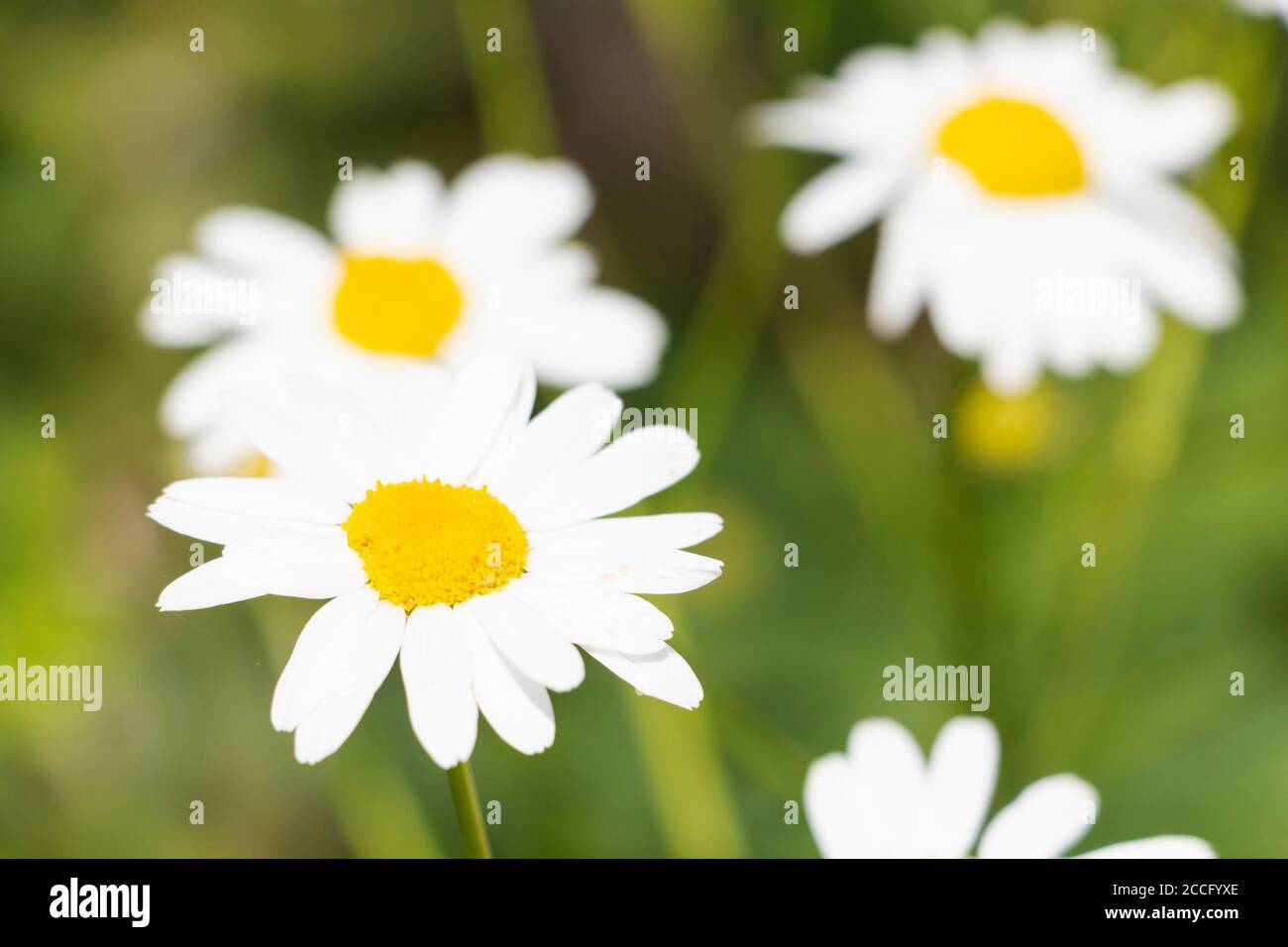 Hermoso campo, pradera flores manzanilla, paisaje natural. Un amplio  espacio artístico Image.Space para copiar. Fotografías de alta calidad  Fotografía de stock - Alamy