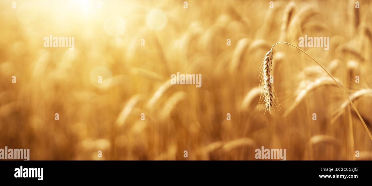 Primer plano de oído de trigo sobre fondo desenfocado, fondo agrícola con espacio de copia Foto de stock
