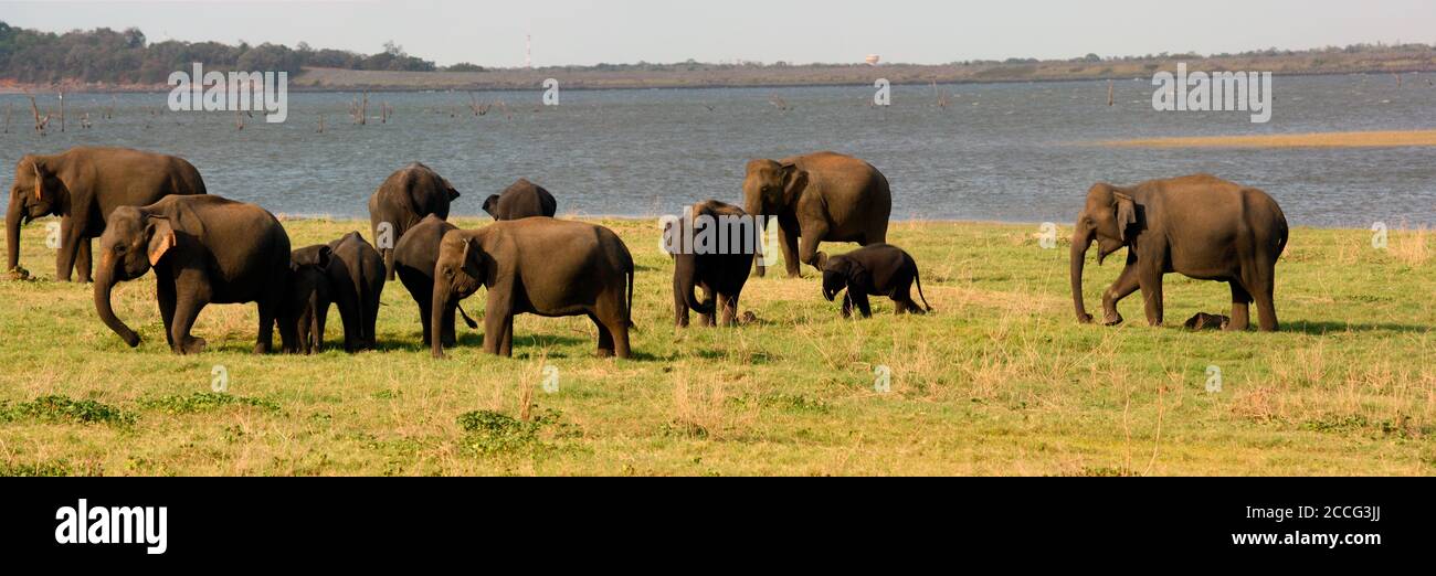 Rebaño de elefantes en el Parque Nacional de Kaudulla, Sri Lanka Foto de stock
