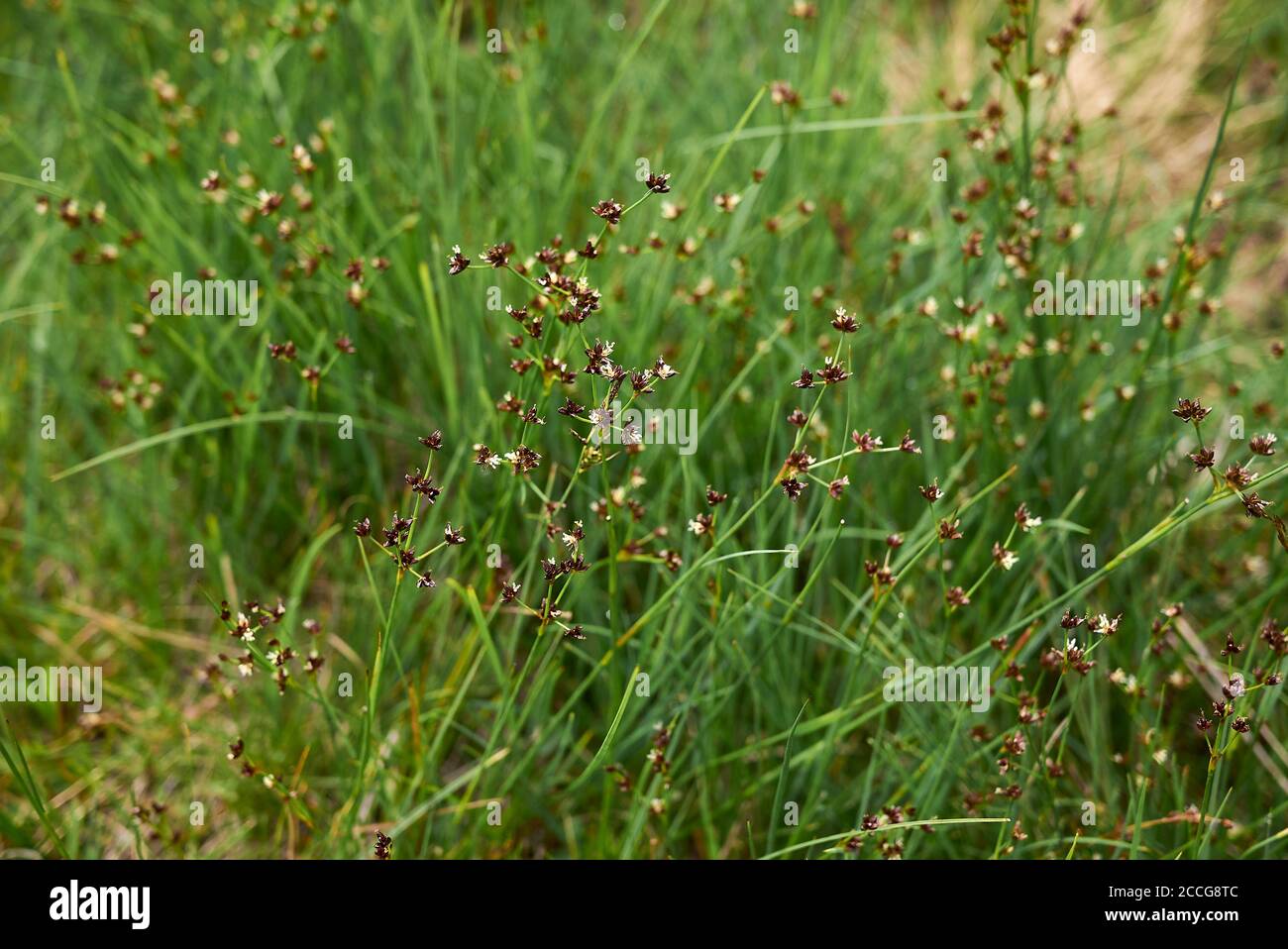 Articulatus Fotos E Imagenes De Stock Alamy Articulatus Fotos E Imagenes De Stock Alamy