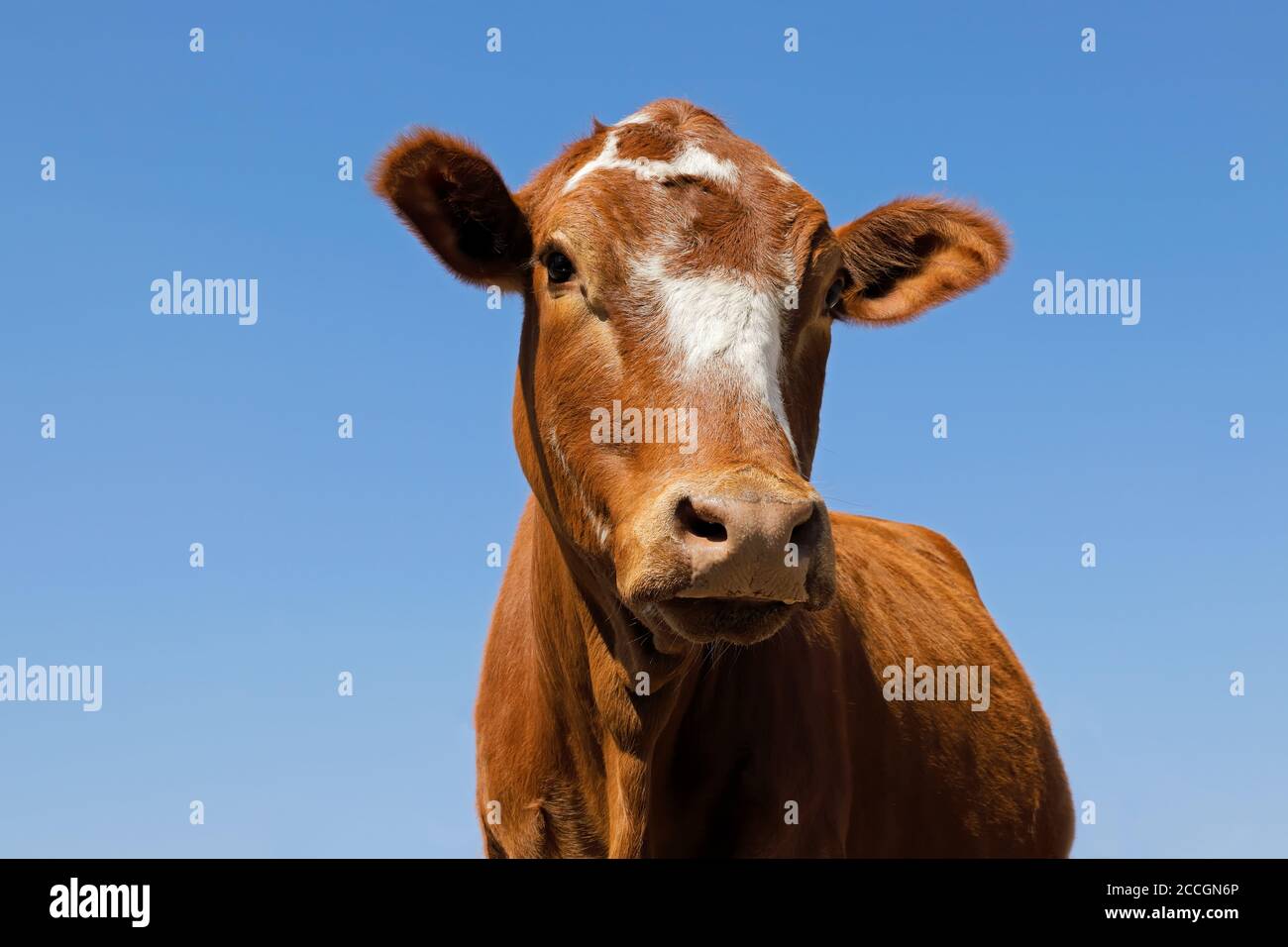 Retrato en ángulo bajo de una vaca de campo libre en una granja rural, Sudáfrica Foto de stock