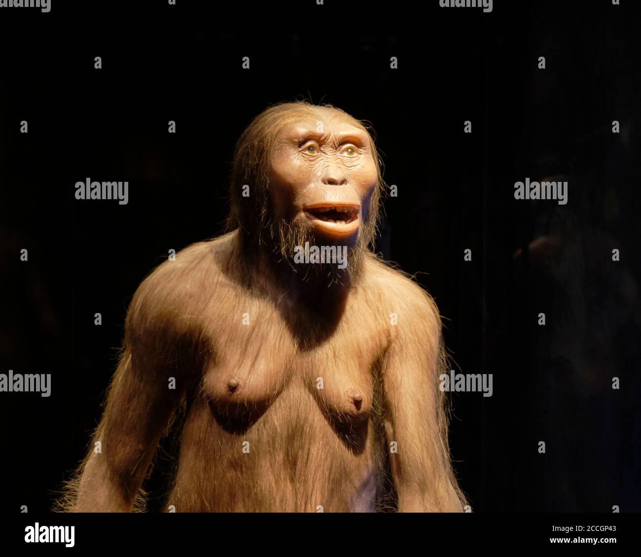 Australopithecus afarensis dentro del Museo de Antropología en la Ciudad de México Foto de stock