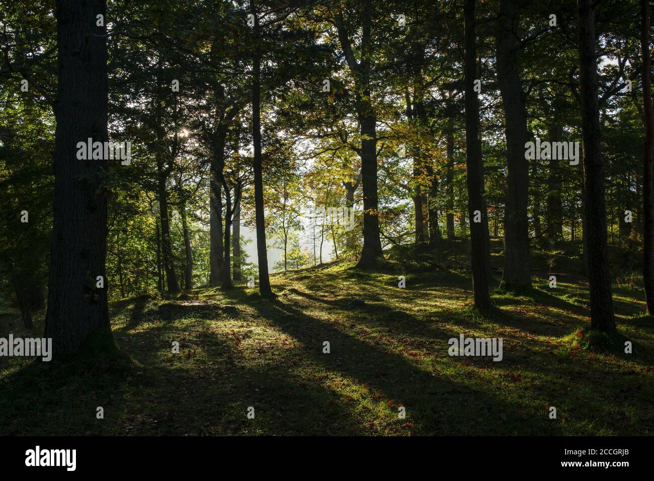 Mañana otoñal contrastando la luz a través de los árboles cerca de Friar's Crag, Keswick, Lake District, Cumbria, Inglaterra, Reino Unido Foto de stock