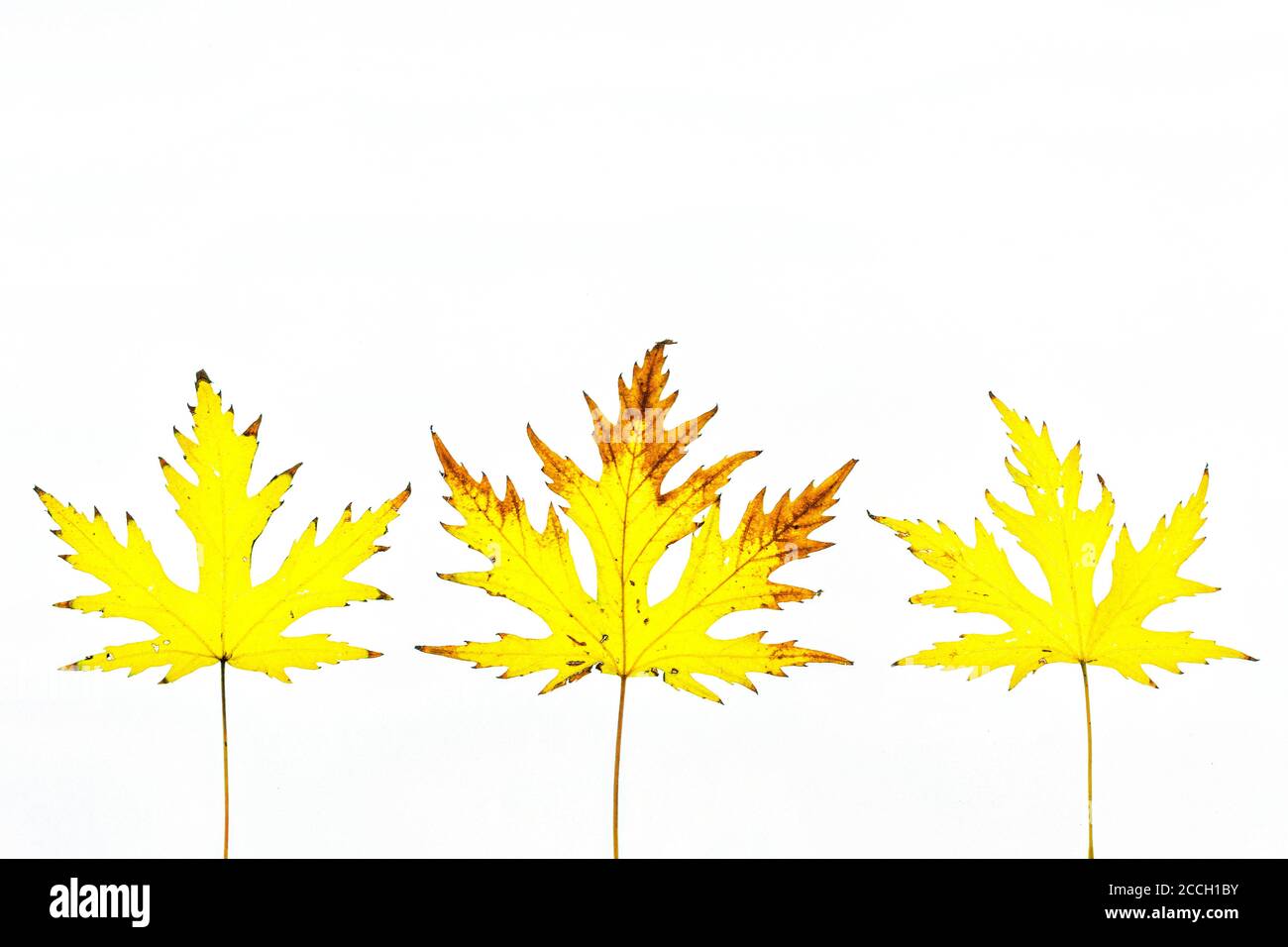 Tres hojas de otoño aisladas con un fondo blanco Foto de stock