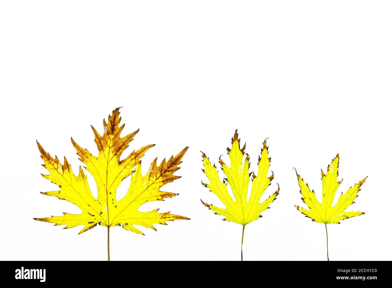 Tres hojas de otoño aisladas con un fondo blanco Foto de stock