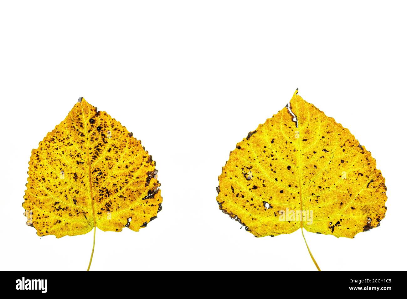 Dos hojas de otoño aisladas con un fondo blanco Foto de stock