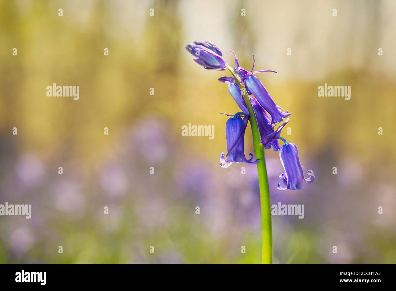 Violeta-azul; común Bluebell, Bluebell, Hyacintoides no scripta flor con un fondo bokeh Foto de stock