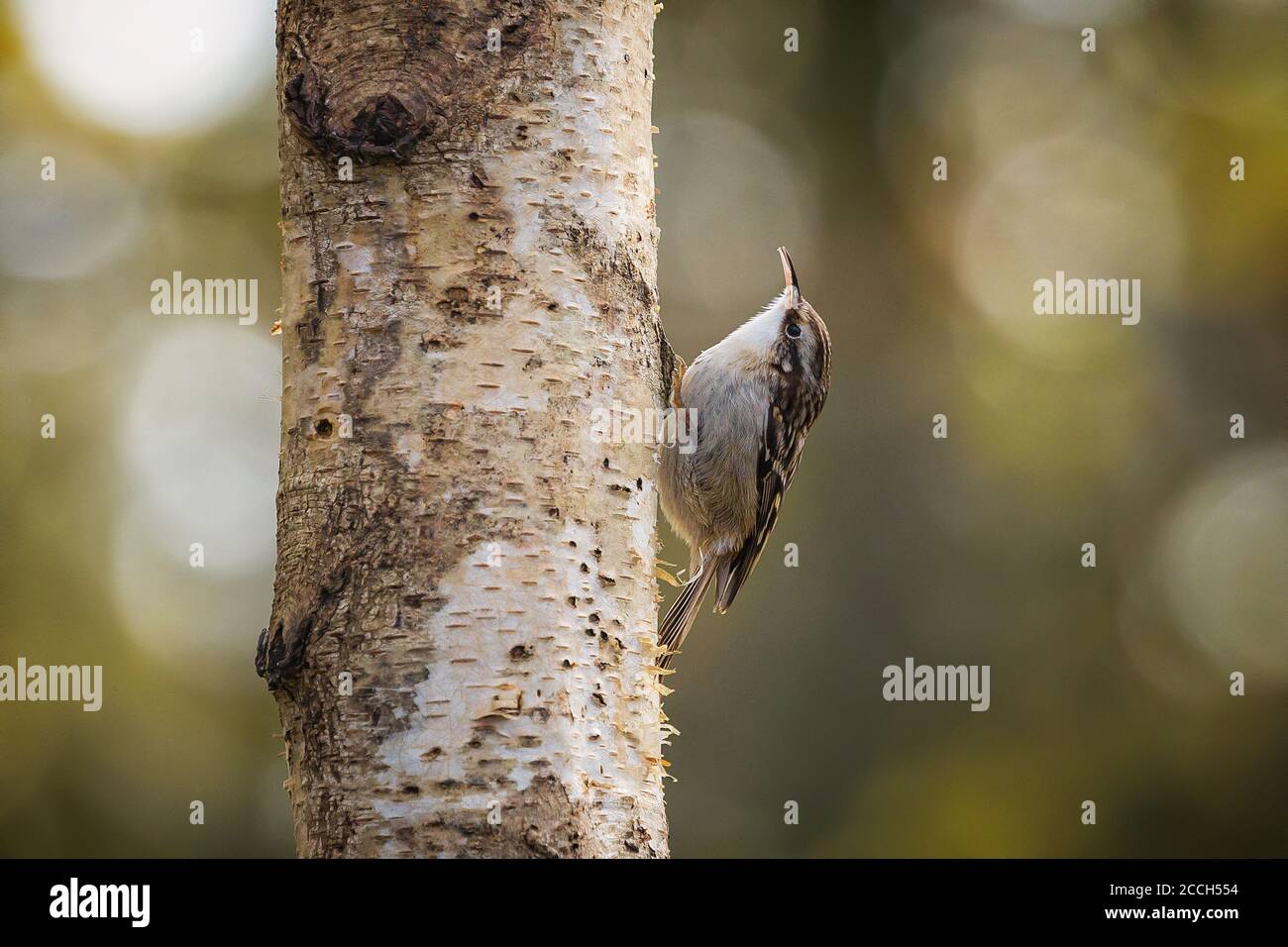 Certia brachydactyla de puntera corta. Pájaro sentado en un tronco de árbol Foto de stock