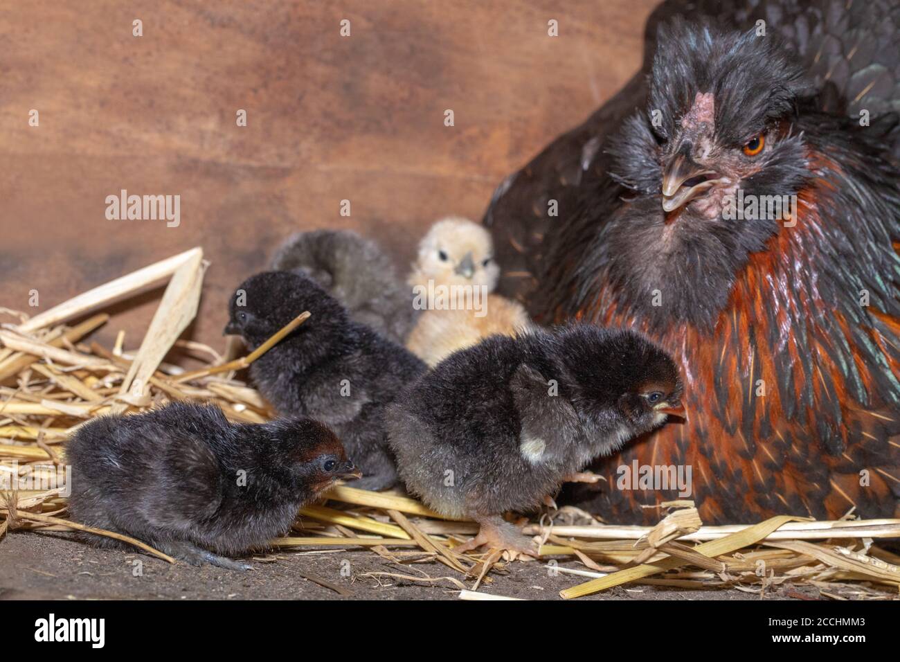 Encasillado Broody gallina doméstica en una caja de nido, revelando sólo pollitos de colores mezclados. Jóvenes que emergen de huevos después de veintiún días de incuati Foto de stock