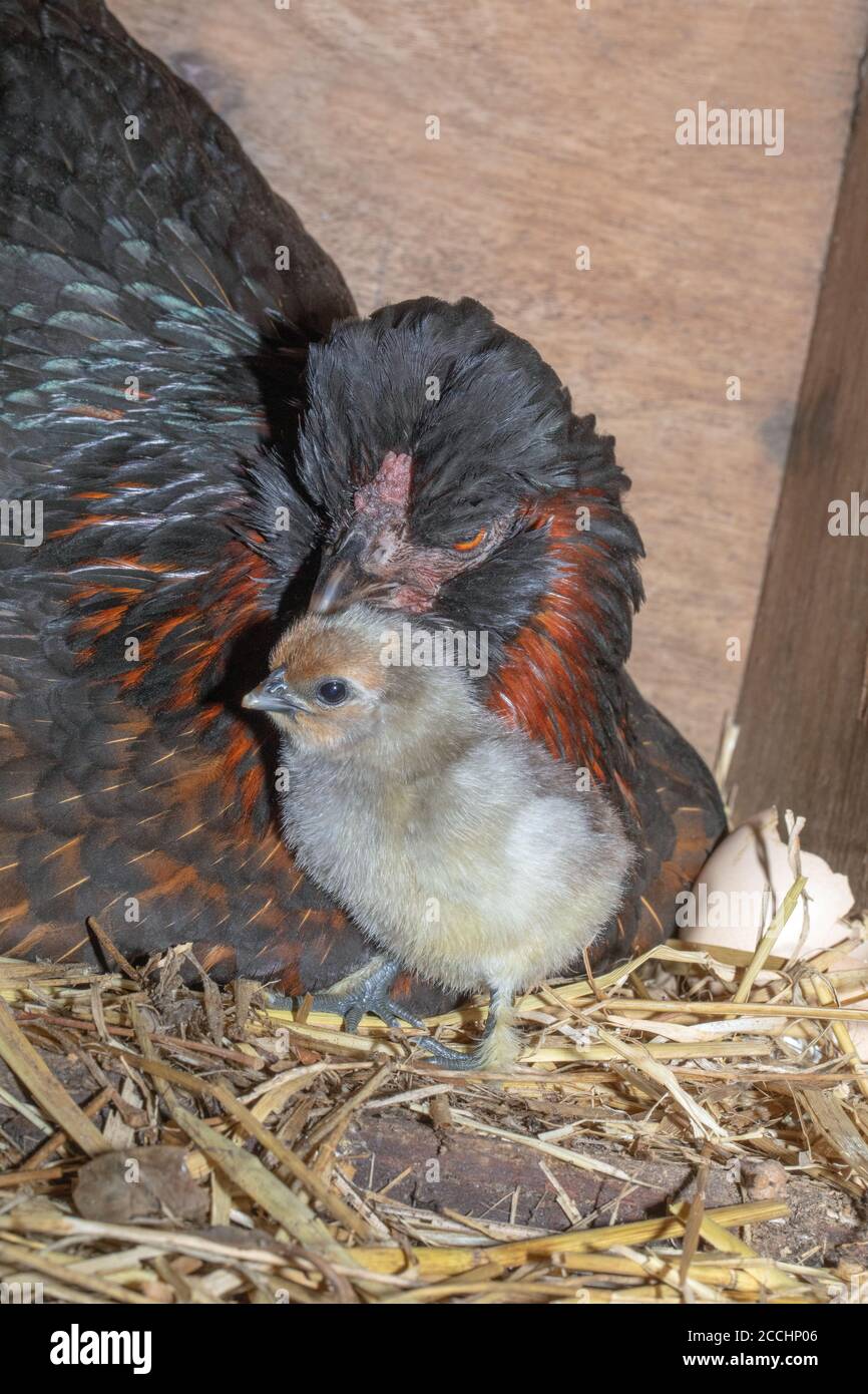 Broody gallina doméstica con un polluelo recién nacido. Young ha emergido recientemente de un huevo después de veintiún días de incubación. Anote el número de cuatro a. Foto de stock