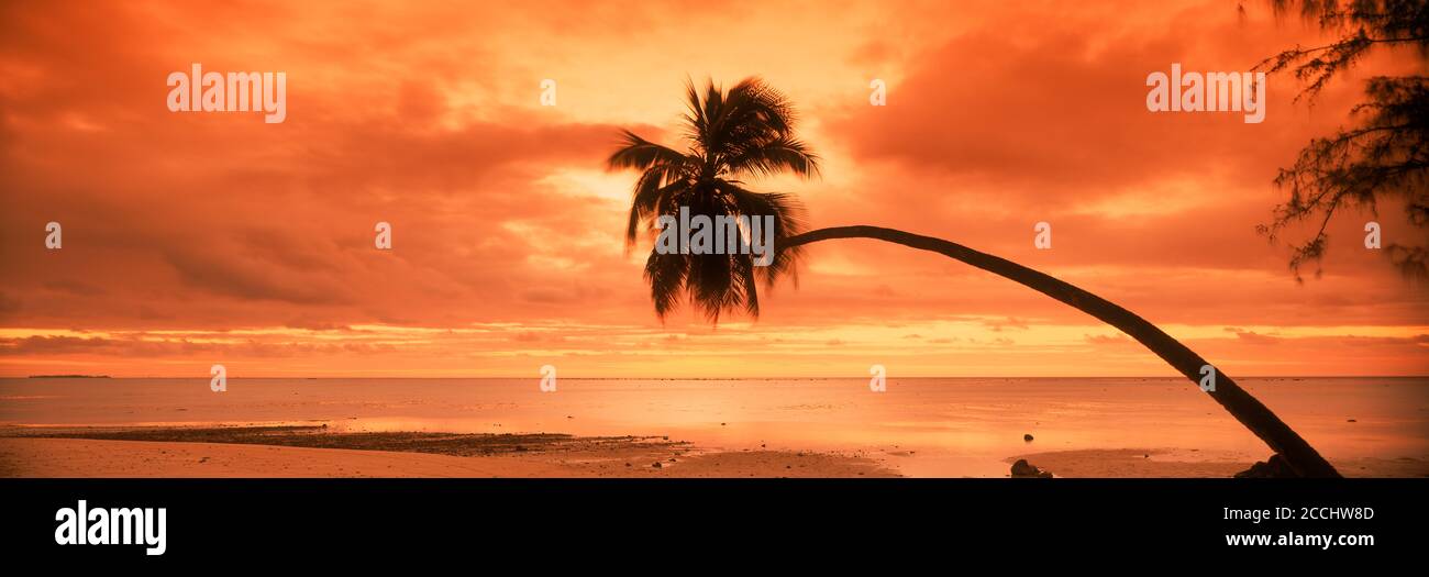 La vieja palmera se extendía sobre la playa de Aitutaki y la laguna en Islas Cook al atardecer Foto de stock