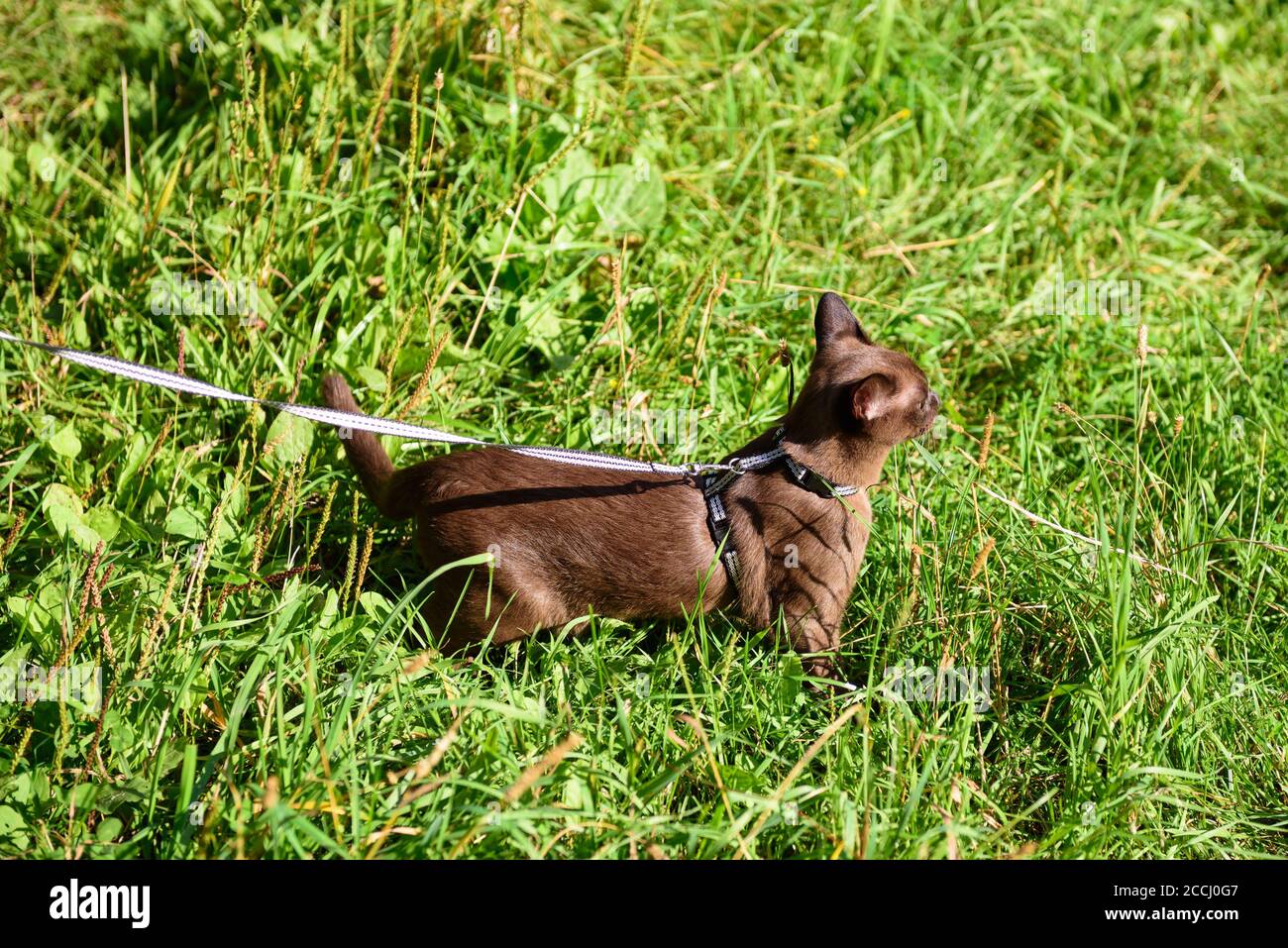 Gato birmano con correa caminando fuera. Mascota en collar vagando aventura al aire libre en el parque o el jardín. Burma gato usando arnés va sobre hierba verde en s Foto de stock
