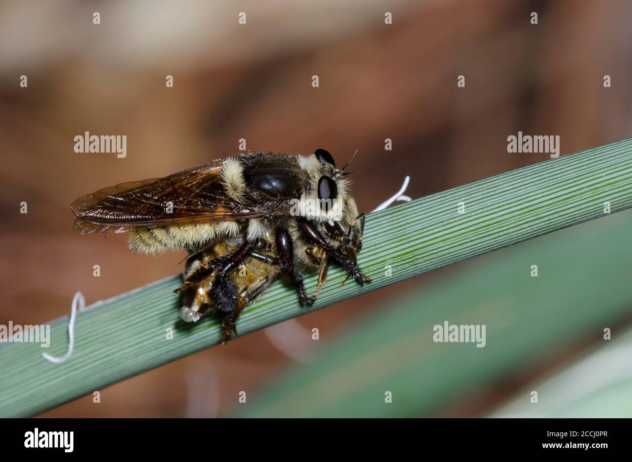 Robber Fly, Mallophora fautrix, alimentándose de la abeja de miel capturada, Apis mellifera Foto de stock