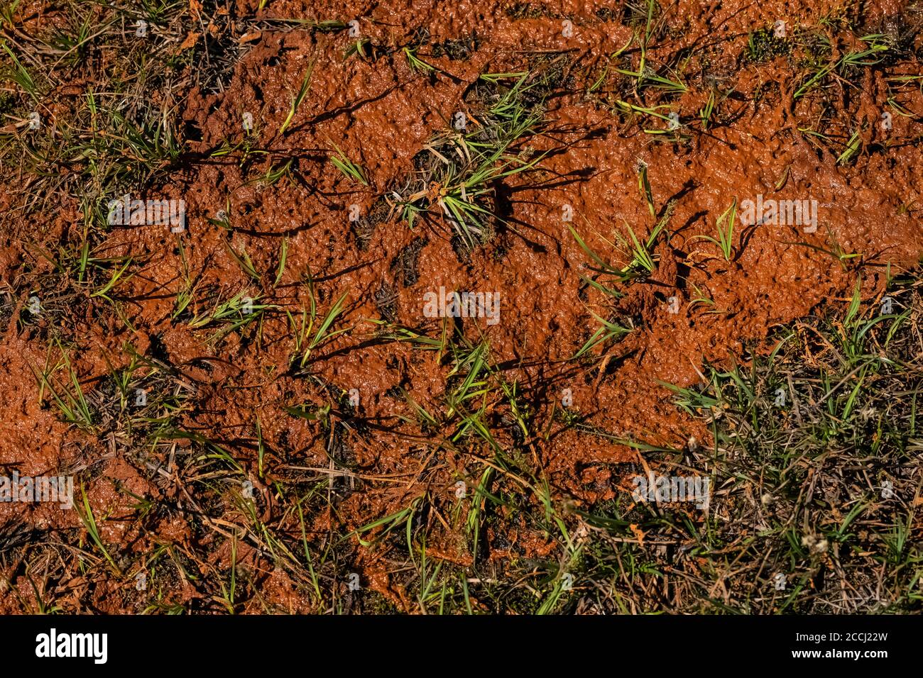 Microorganismos anaranjados, probablemente algas, en suelo que recientemente estaba bajo la nieve en la cuenca Cispus de la Goat Rocks Wilderness, Gifford Pinchot Nati Foto de stock