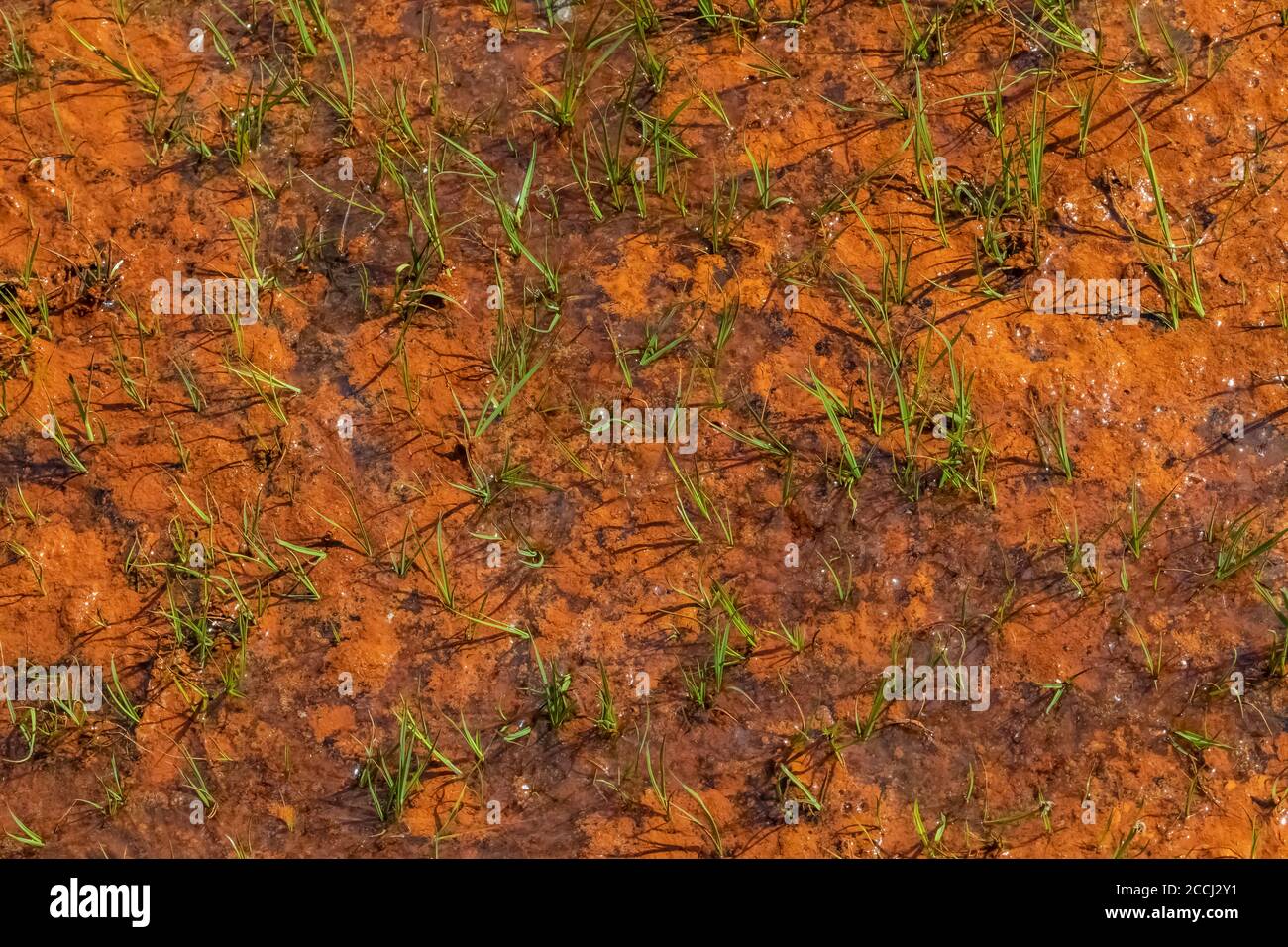 Microorganismos anaranjados, probablemente algas, en suelo que recientemente estaba bajo la nieve en la cuenca Cispus de la Goat Rocks Wilderness, Gifford Pinchot Nati Foto de stock