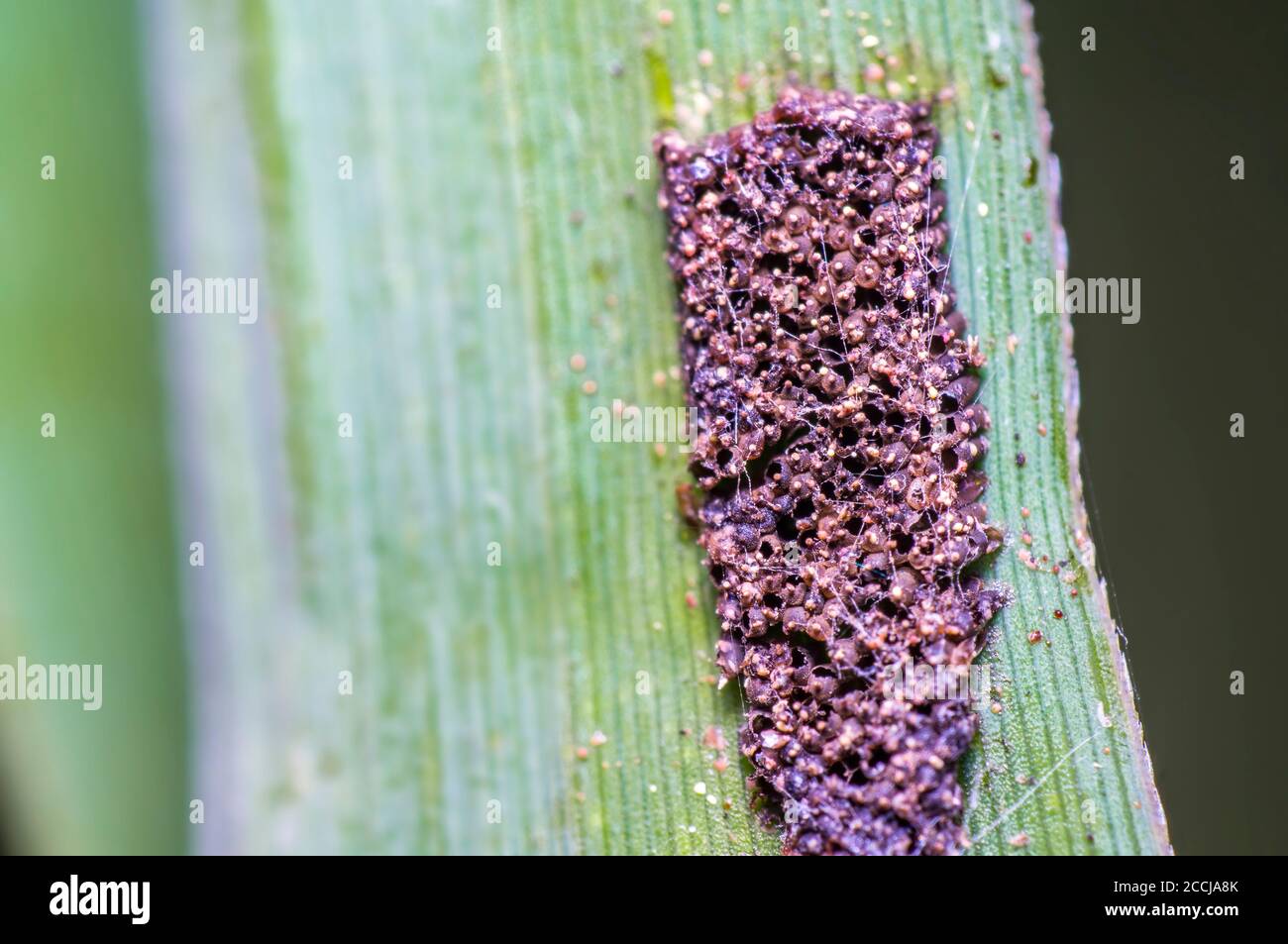 Huevos de insectos vacíos en la hoja de caña en la reserva natural Foto de stock