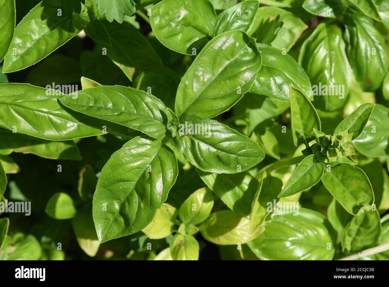 Basilikum, Ocimum basilicum, ist eine Heilpflanze und mit Kuechengewuerz gruenen Blaettern. Albahaca Ocimum basilicum, es una planta medicinal y cocina Foto de stock