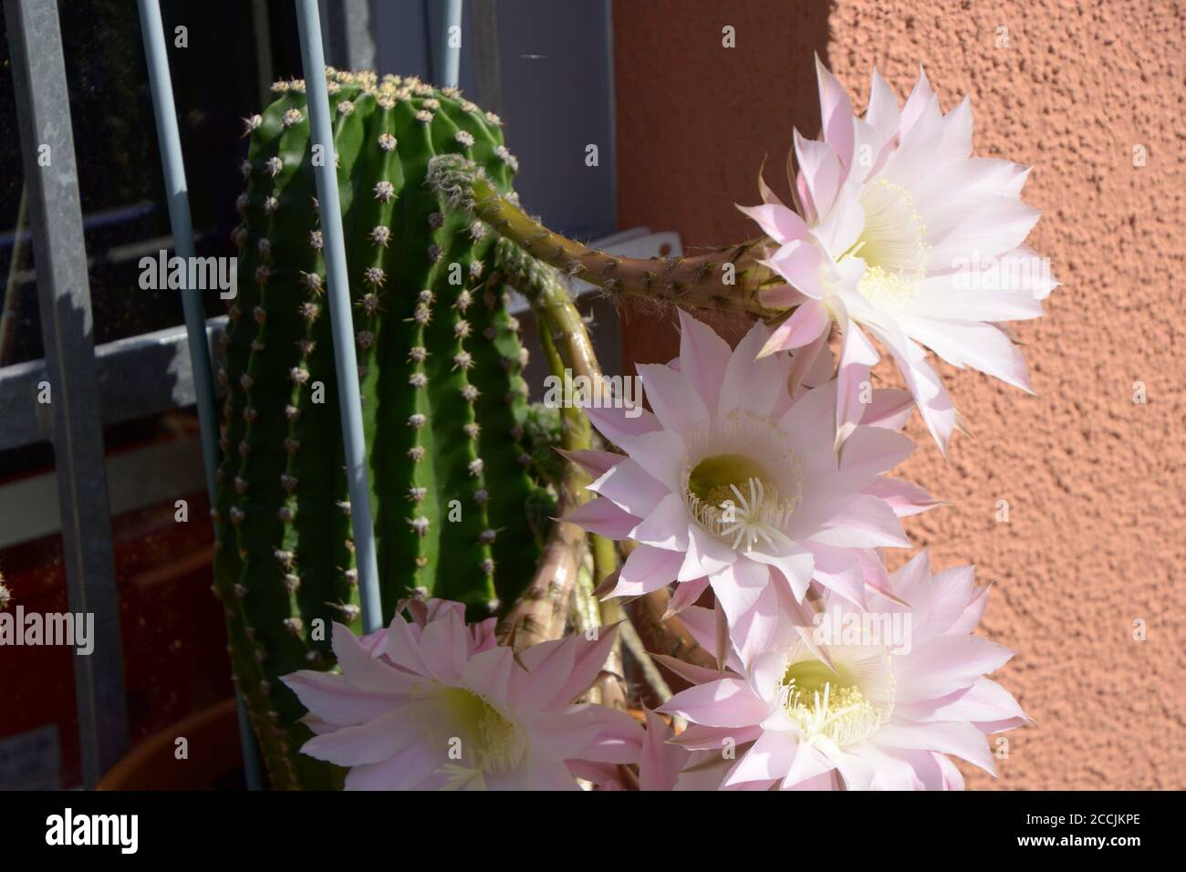 Cactus grande de flor blanca fotografías e imágenes de alta resolución -  Página 2 - Alamy