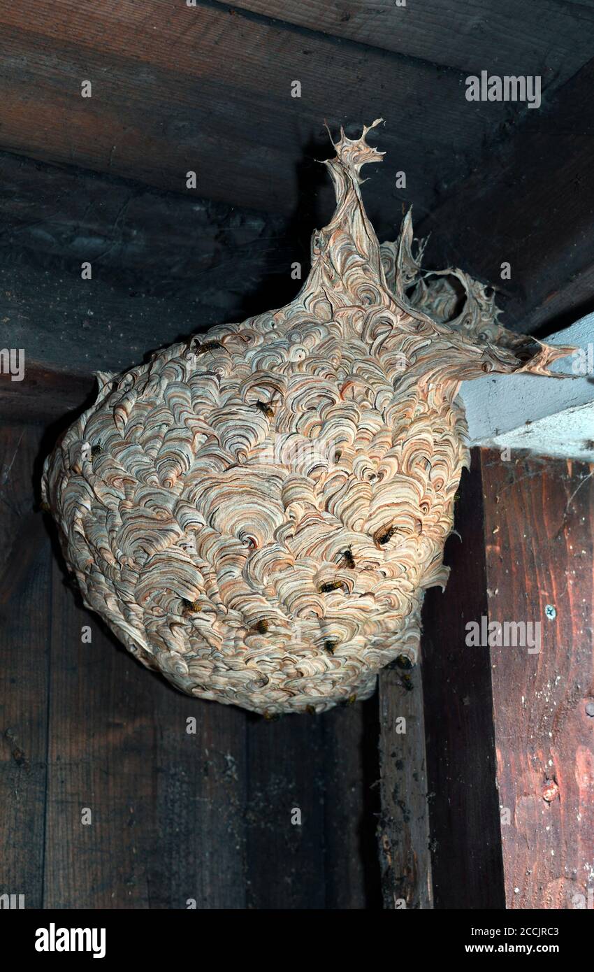 nido de avispa común;tierras altas;escocia Foto de stock