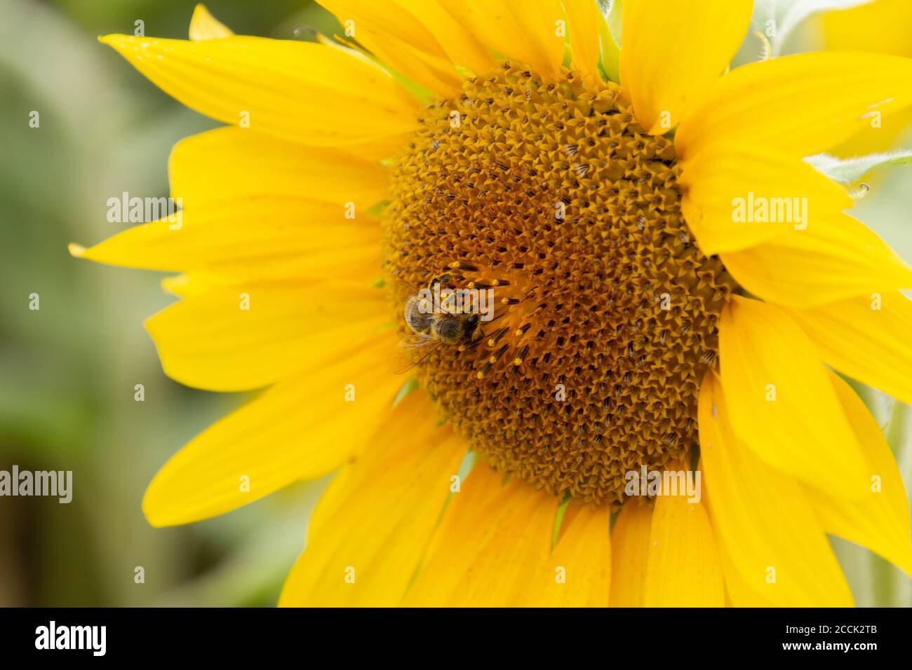 Cerca de la abeja recolectando néctar en un girasol Foto de stock