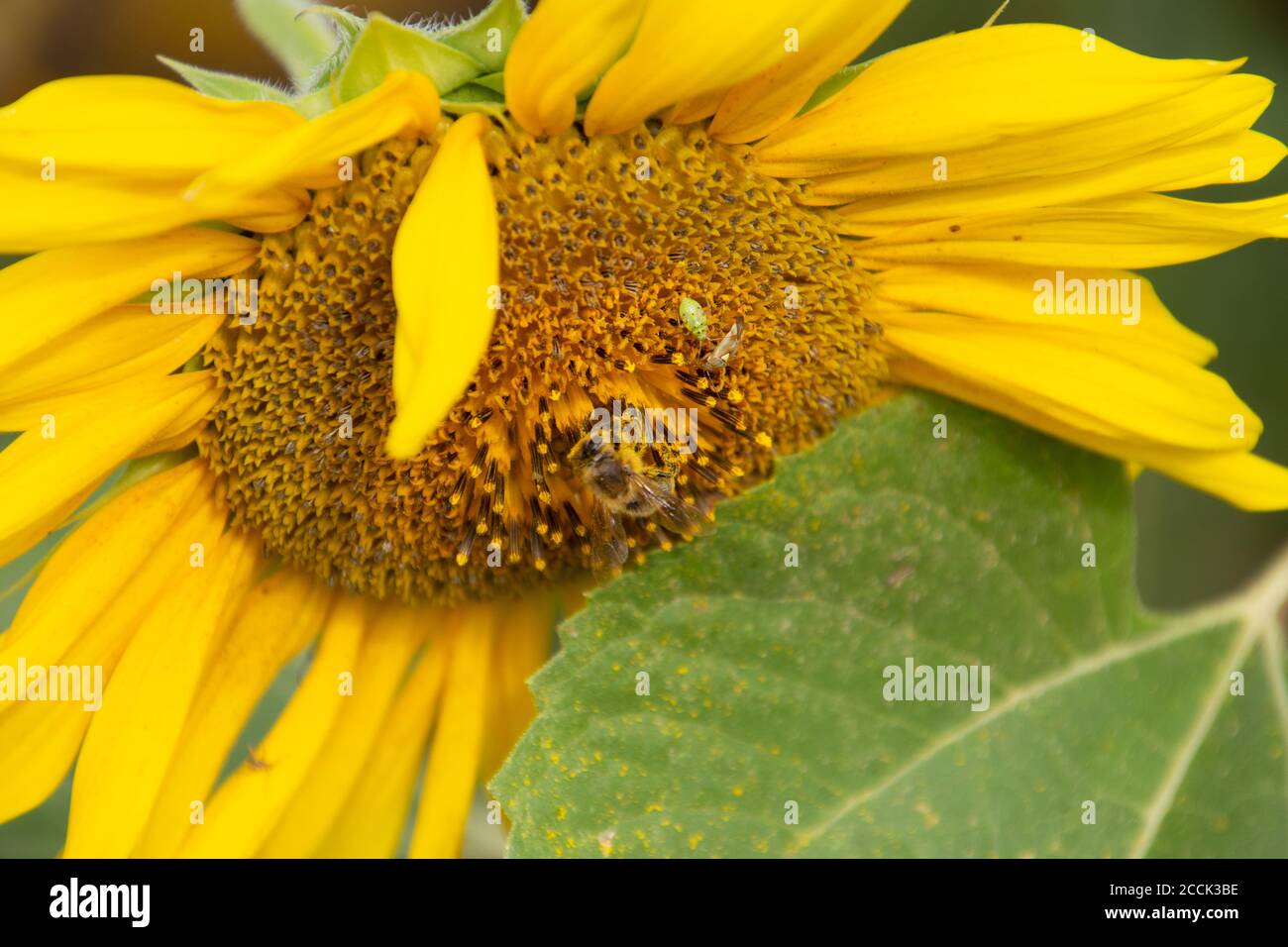 Cerca de la abeja recolectando néctar en un girasol Foto de stock