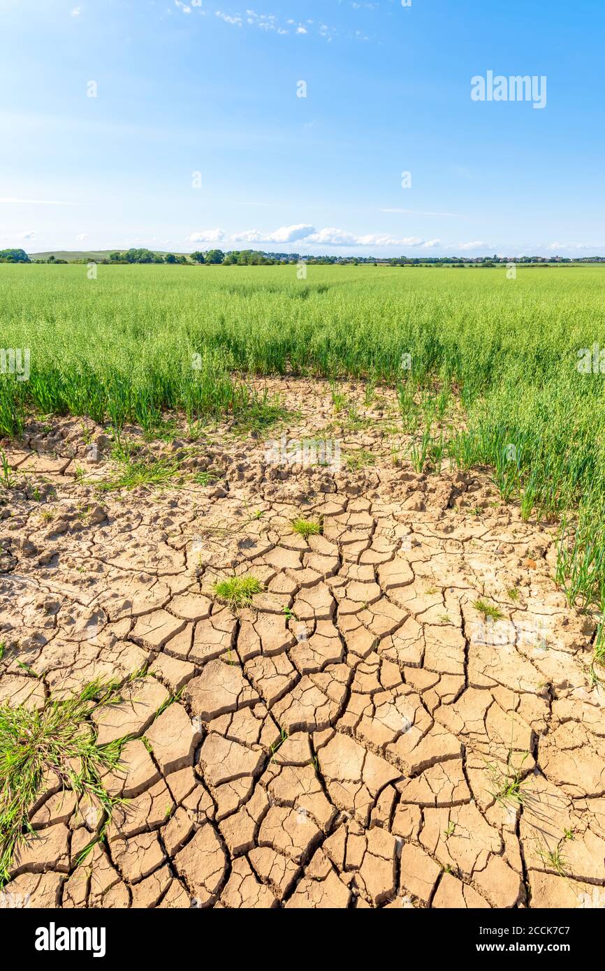 Tierra seca agrietada en un vasto campo de avena de verano Foto de stock