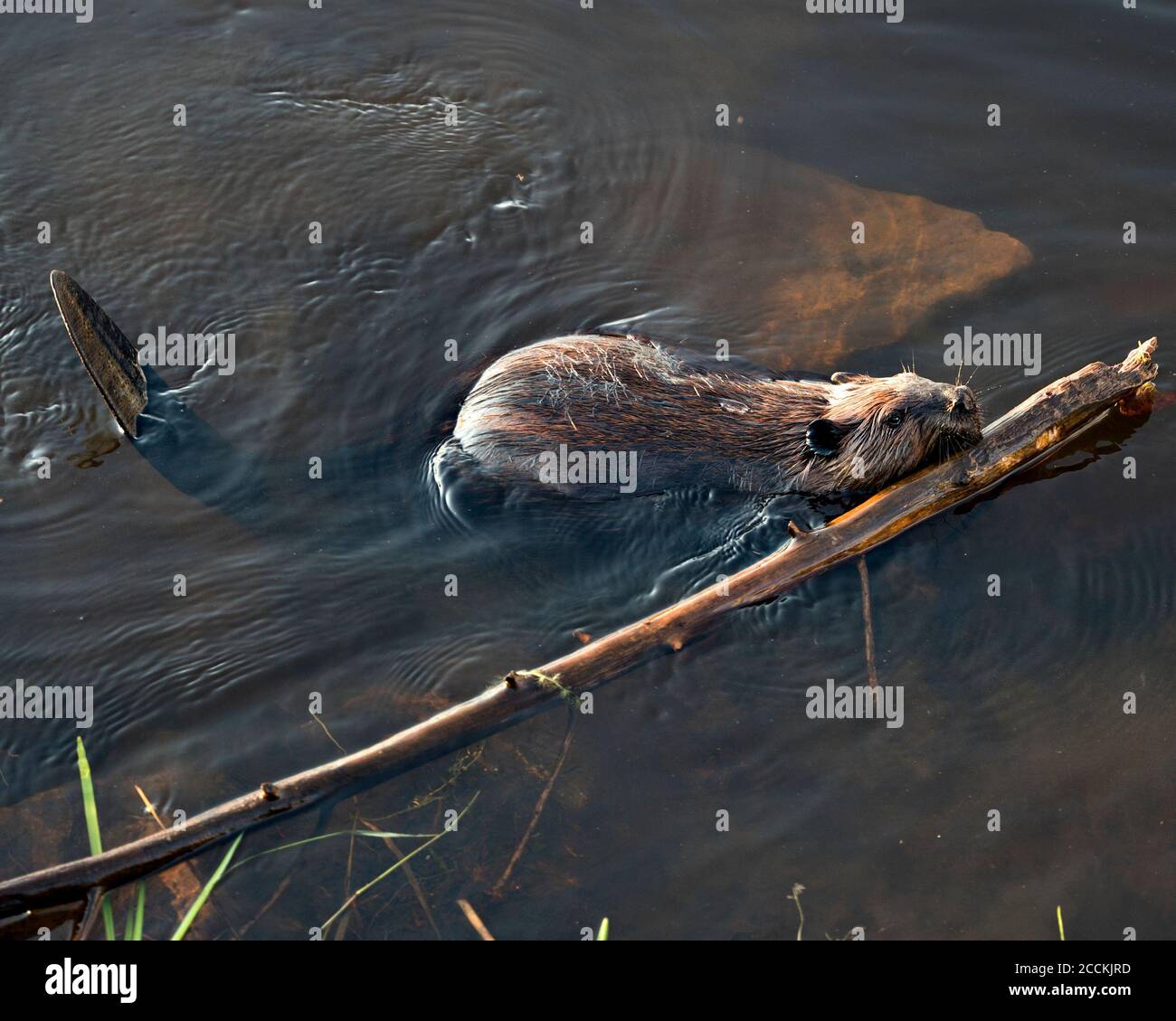 Vista de perfil de primer plano de Beaver, llevando una rama en su boca para construir una presa en un río en medio del bosque mostrando piel húmeda marrón, cuerpo, cabeza, e Foto de stock