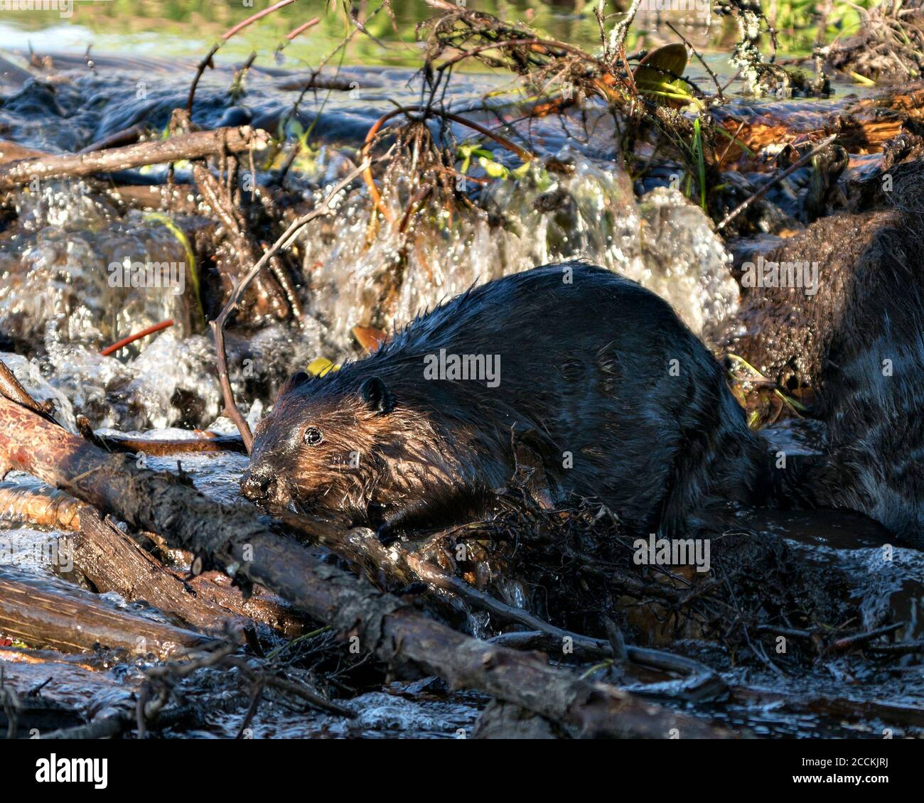 Vista de perfil de primer plano de Beaver, construyendo una presa en un río en medio del bosque mostrando piel húmeda marrón, cuerpo, cabeza, orejas, ojo, nariz, pata, piel, en ella Foto de stock