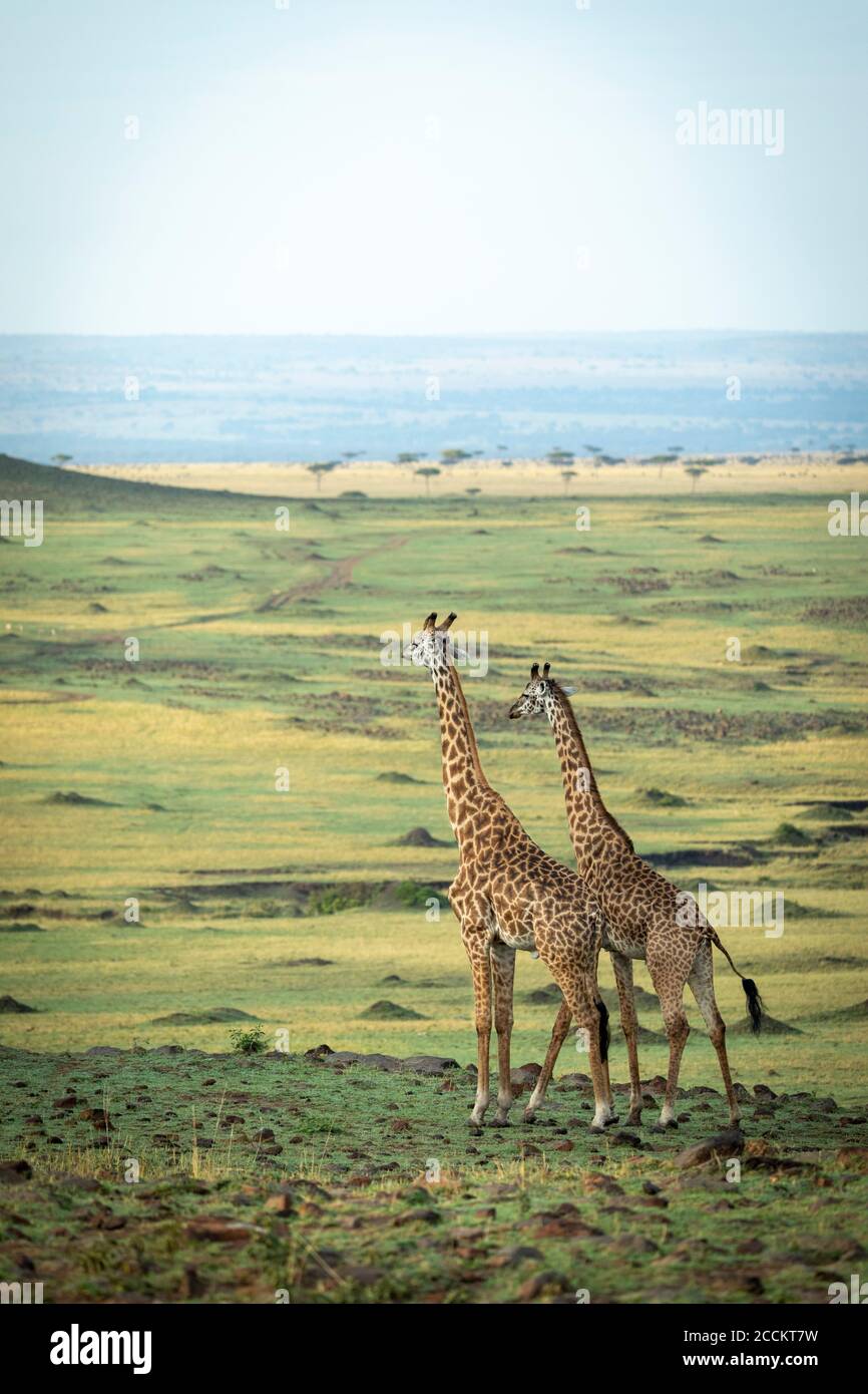 Retrato vertical de dos jirafas macho adultas de pie y mirando Alerta en Masai Mara Kenia Foto de stock