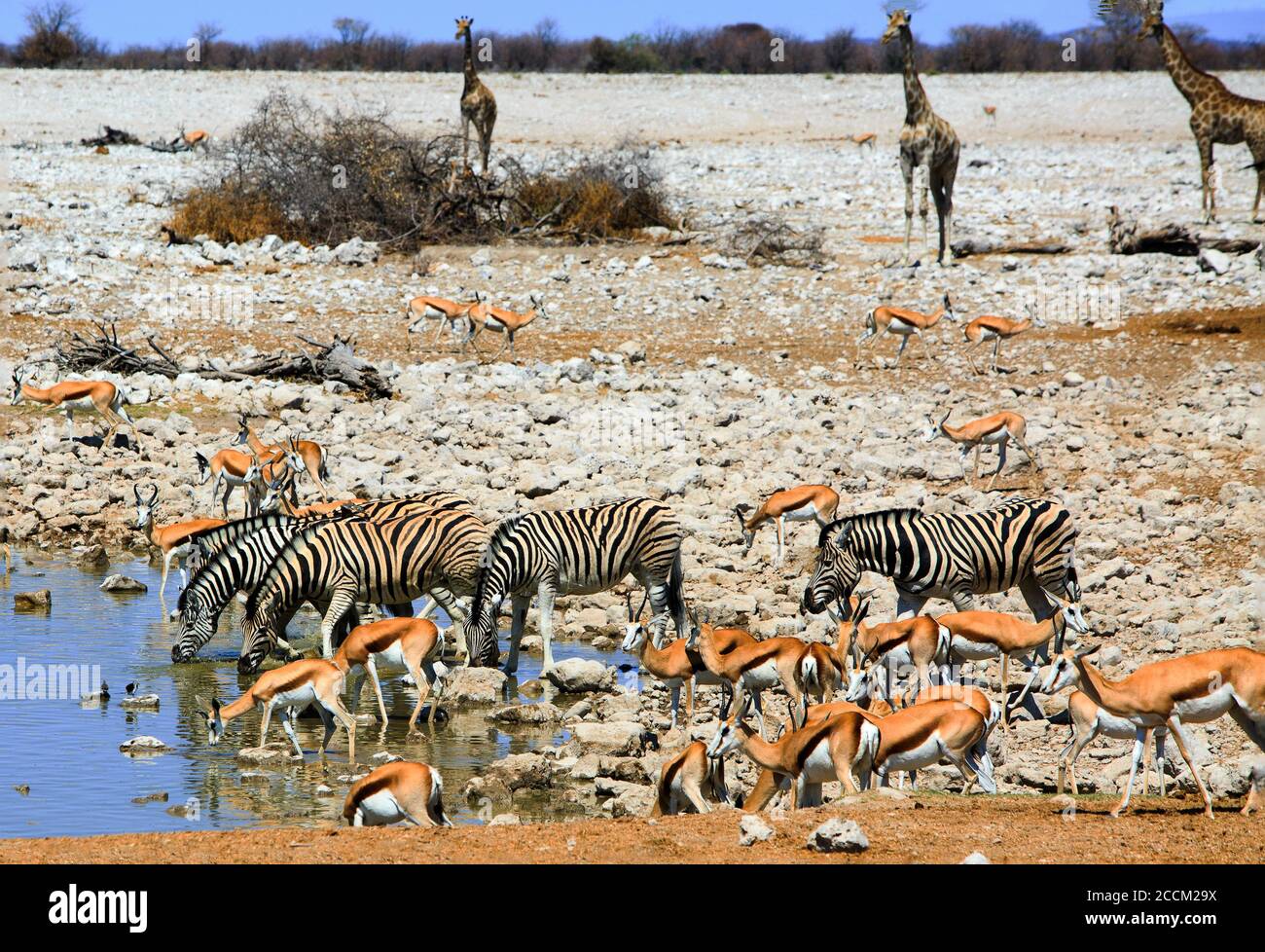 Muchos animales bebiendo de un pozo en el Parque Nacional de Etosha. Los pozos de agua son un salvavidas para la vida silvestre en la estación seca. Namibia, S Foto de stock