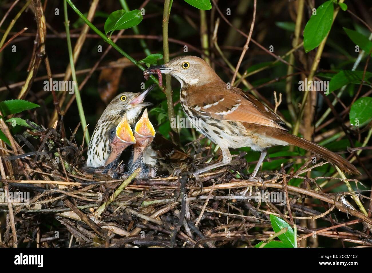 Thrashers marrones (Toxostoma rufum) alimentando a los nestinos en el nido, Georgia, EE.UU. Foto de stock