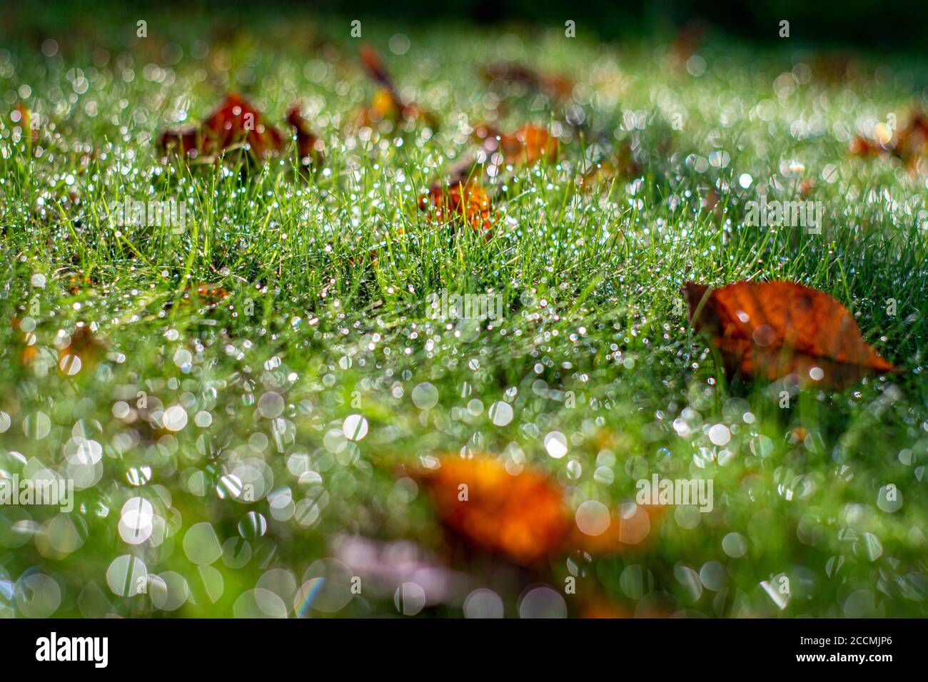 Humedad de hierba en el jardín a primera hora de la mañana Foto de stock