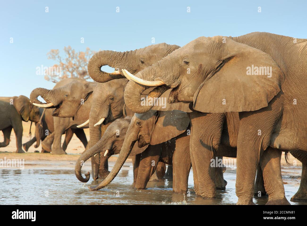 Gran manada de elefantes que beben de un pozo de agua con troncos curados en la boca, Chobe National Park, Botswana Foto de stock