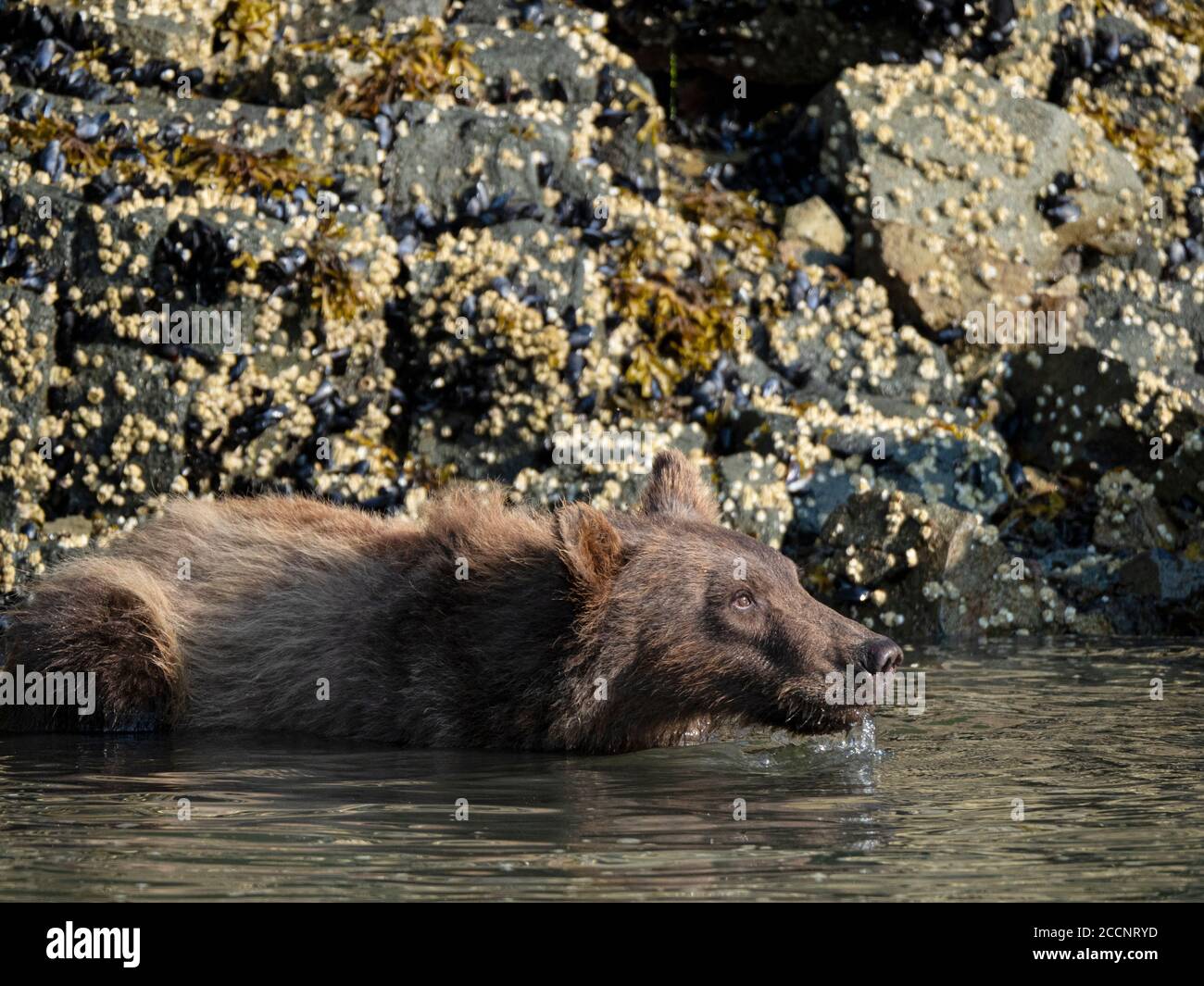 Un oso pardo adulto, Ursus arctos, en Geographic Harbor, Parque Nacional Katmai, Alaska, Estados Unidos. Foto de stock